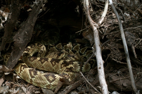 Jaydin (left, male black-tailed rattlesnake) and Persephone (right, female black-tailed rattlesnake), 24 July 2012.